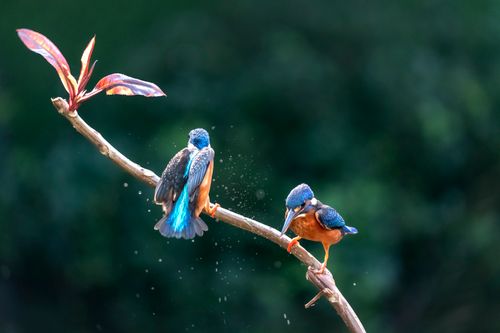 Free Two colorful kingfishers perched on a branch with a lush green background. Stock Photo
