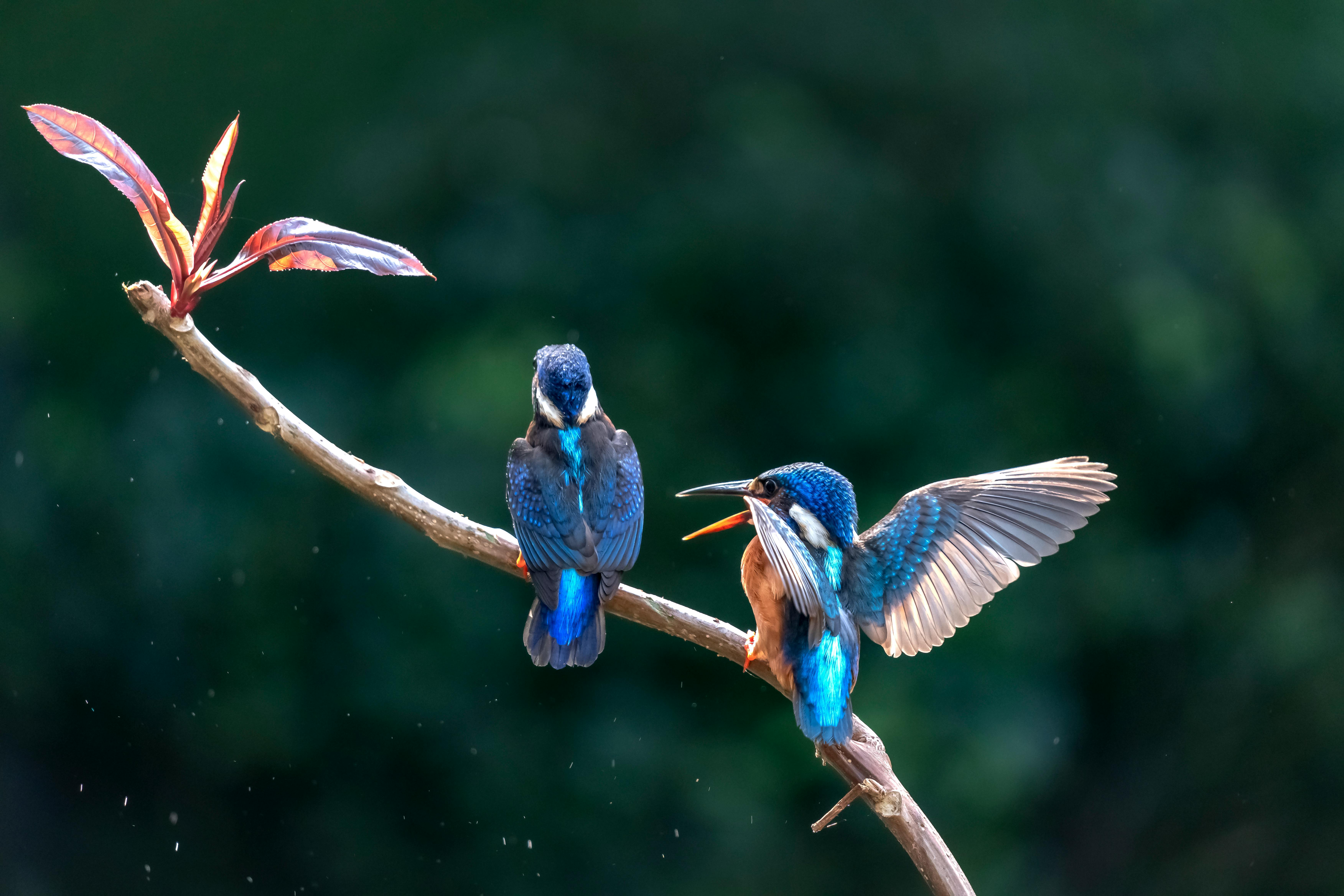 The Future of Flight: Smart Bird Feeders & AI-Powered Backyard Sanctuaries for 2026 – Protect Your Feathered Friends!