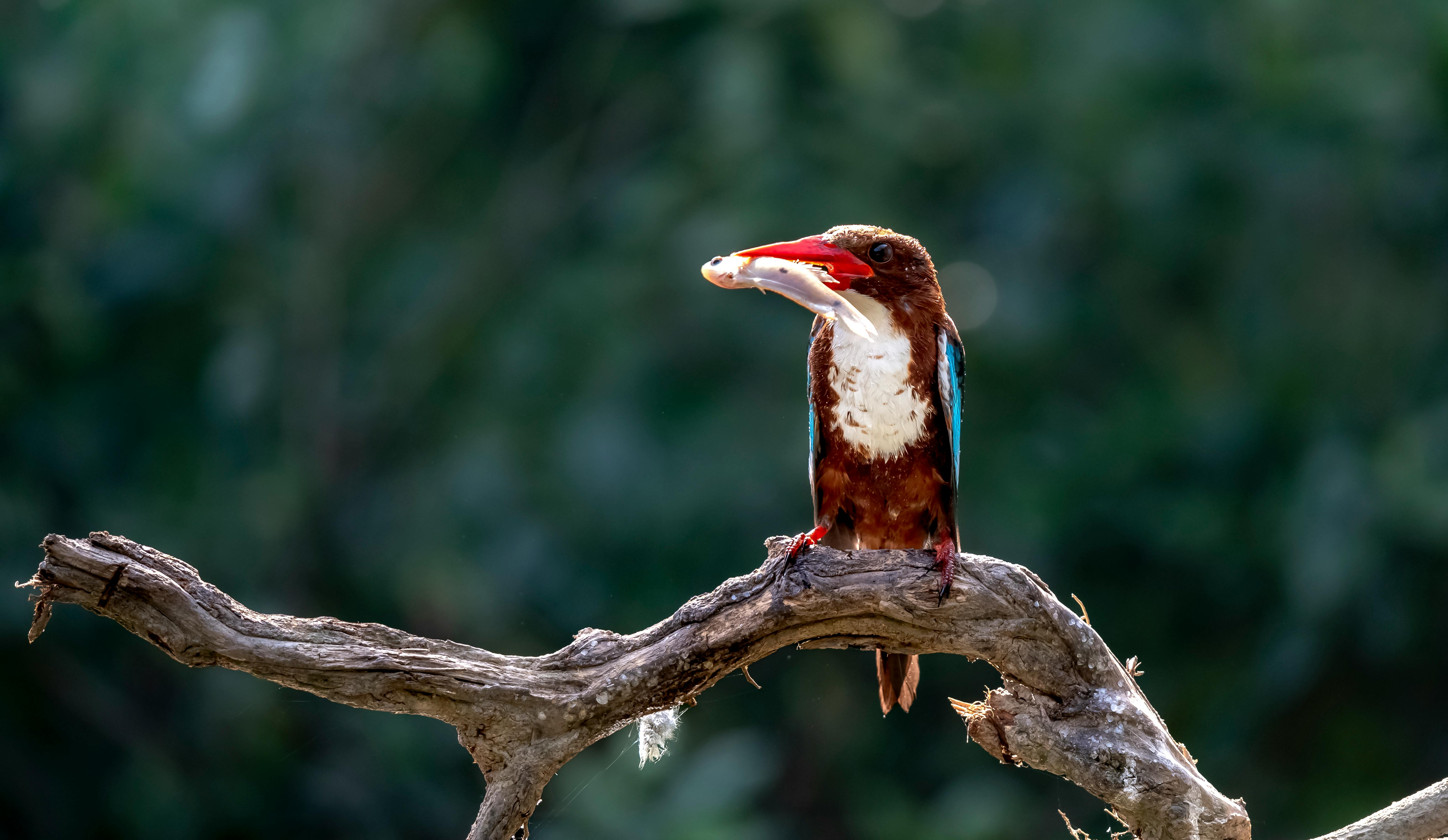 How To Catch Kingfish Ebook