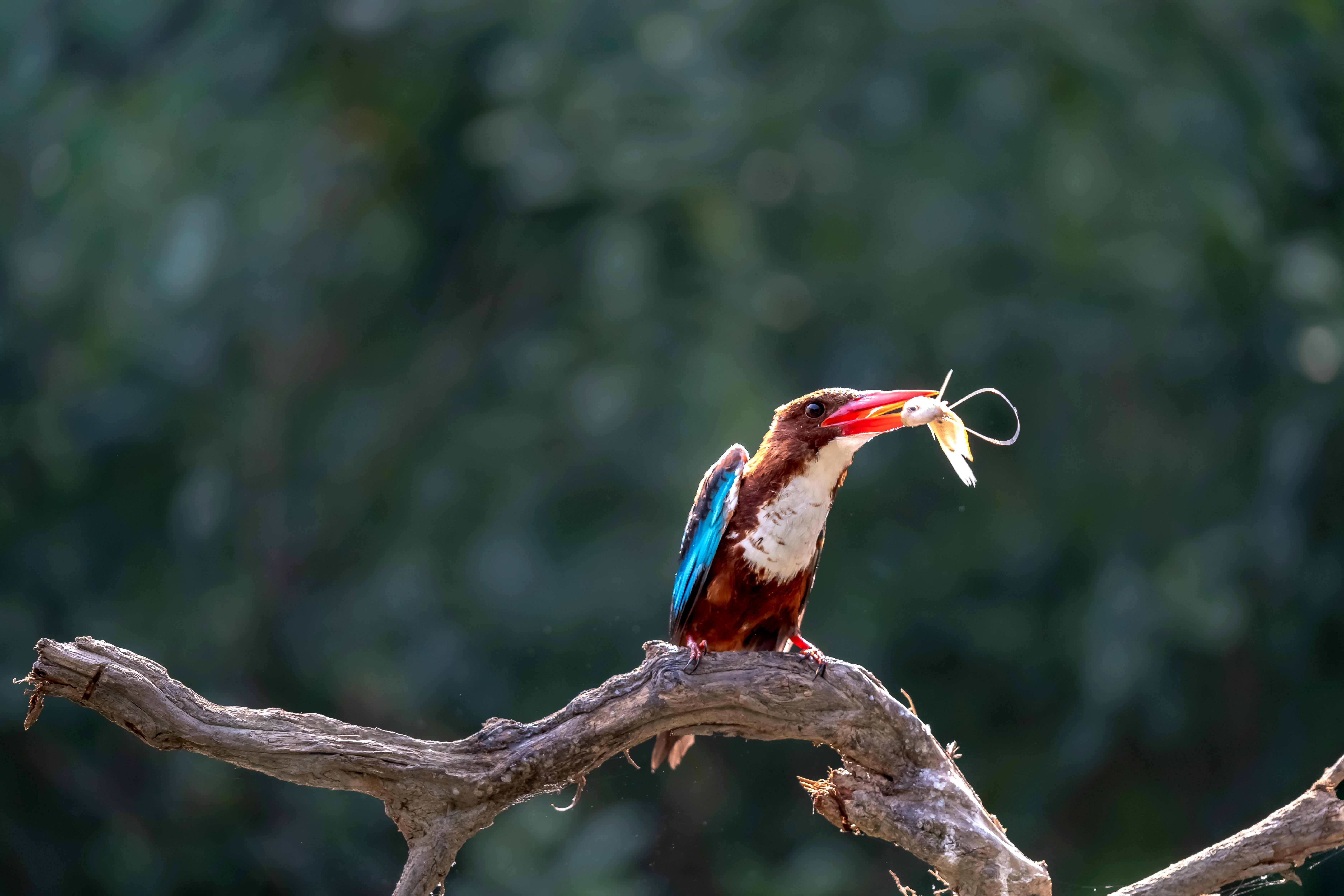 How To Catch Kingfish Ebook