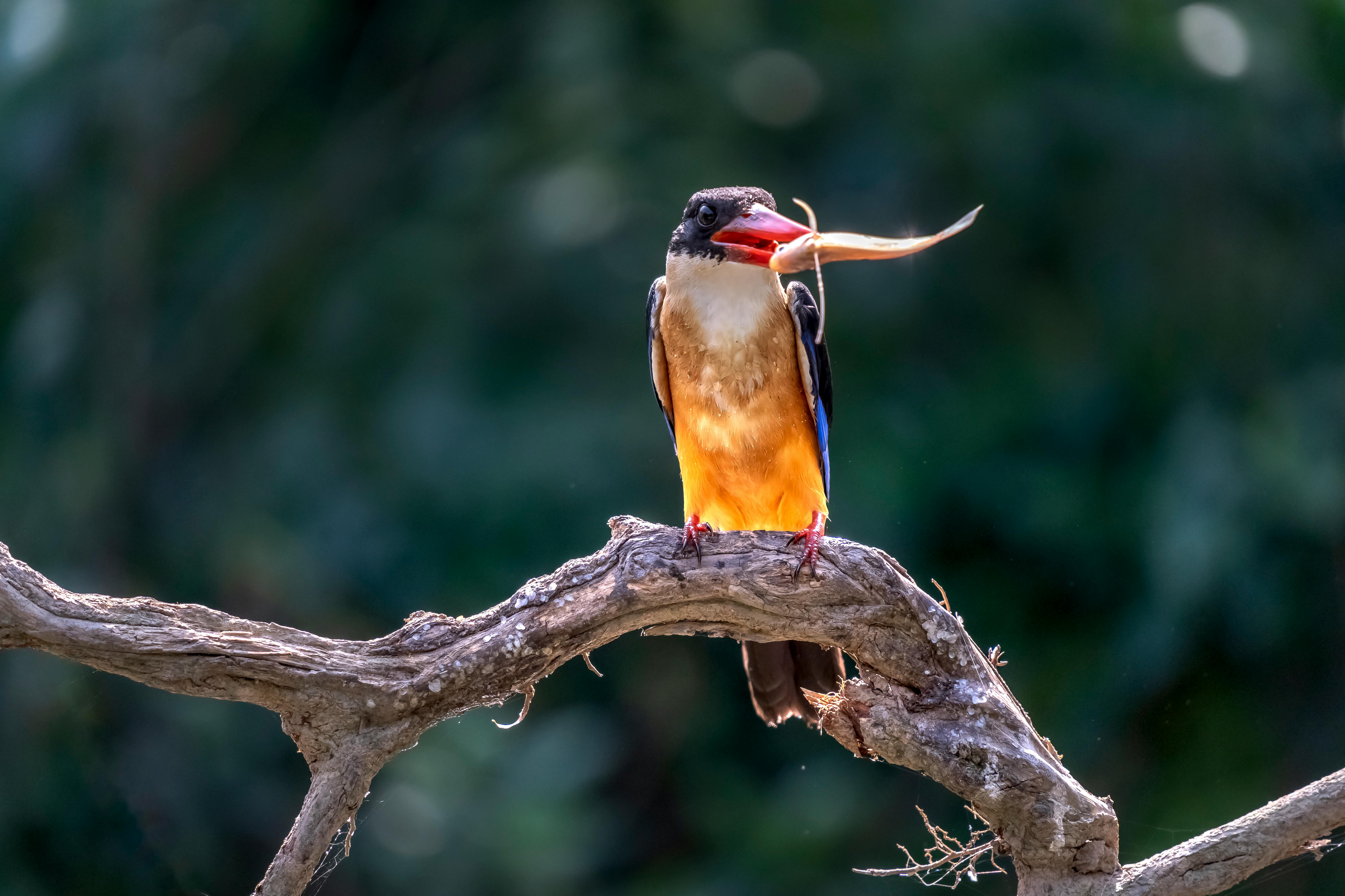 How To Catch Kingfish Ebook