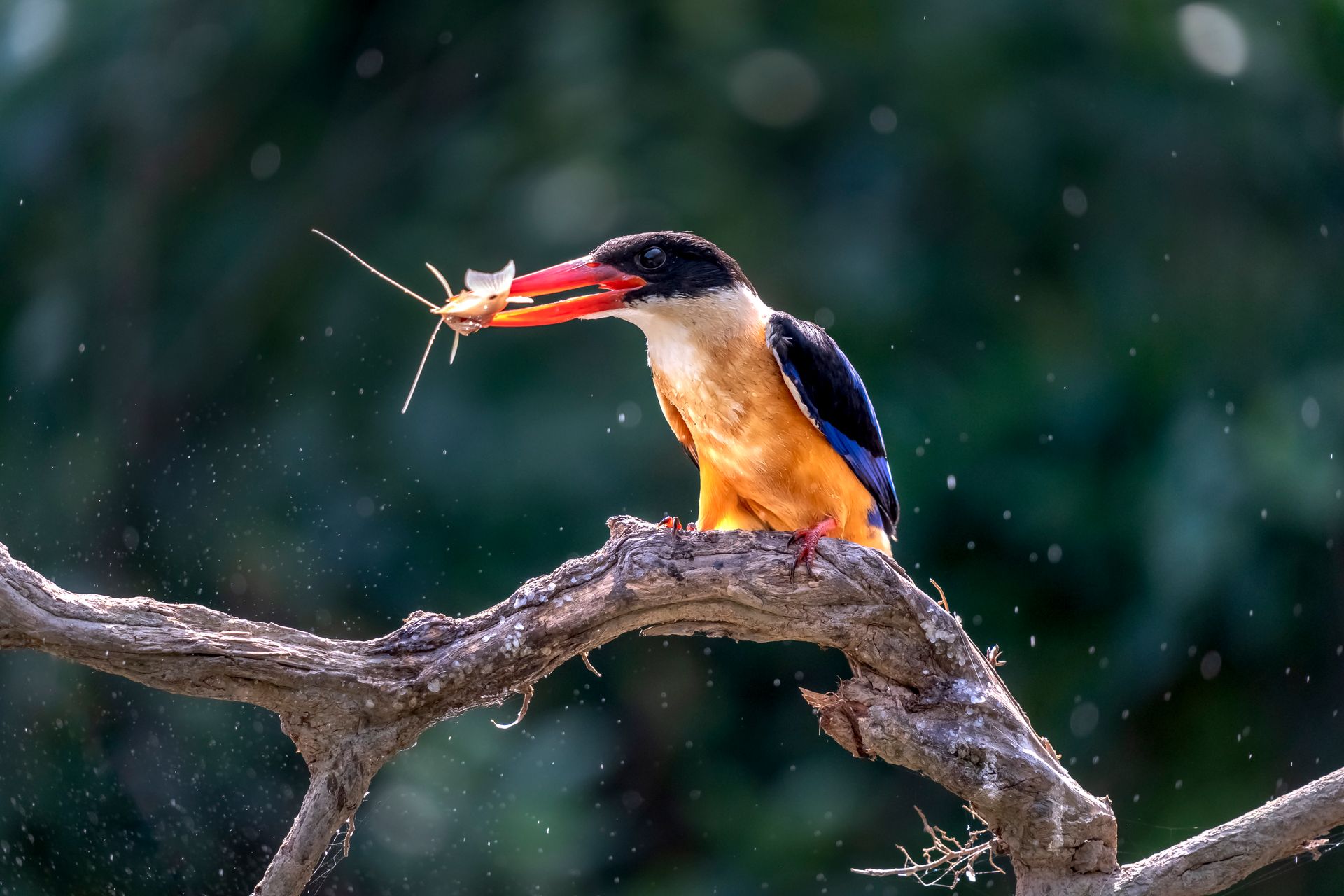 Colorful kingfisher bird with prey on a branch in its habitat.