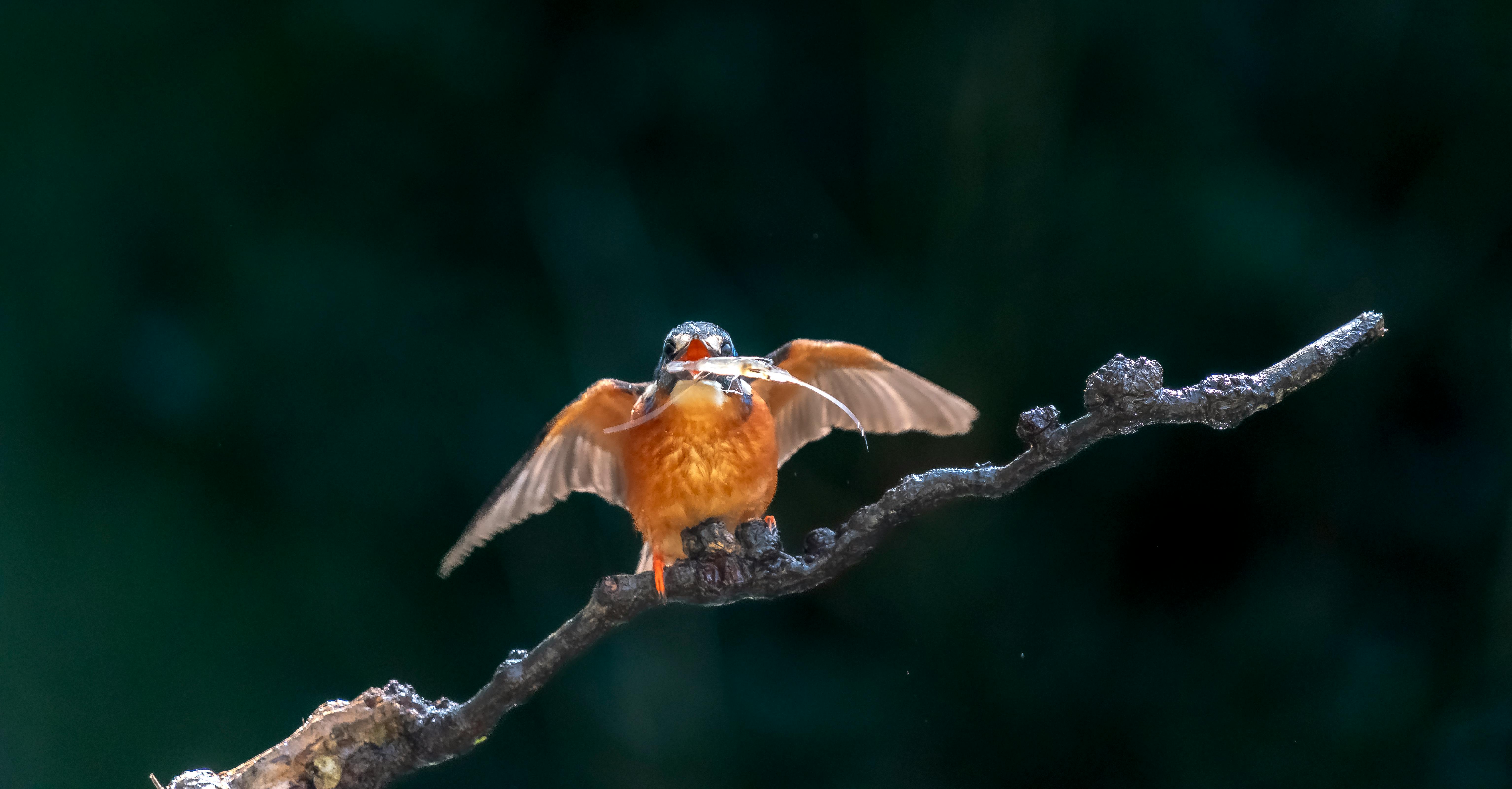 How To Catch Kingfish Ebook