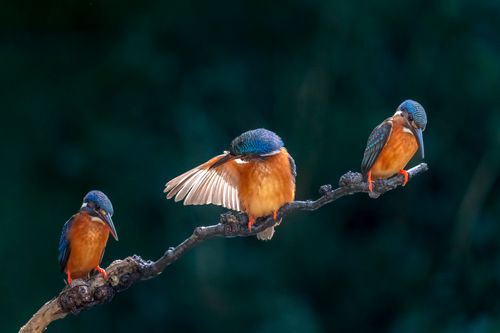 Free Trio of colorful kingfishers resting on a branch against a dark blurred background. Perfect nature shot. Stock Photo