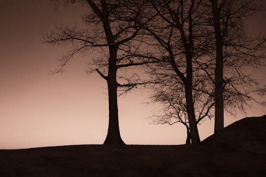A peaceful silhouette of trees at dawn in Stamford, Connecticut, with sepia tones enhancing a tranquil mood.