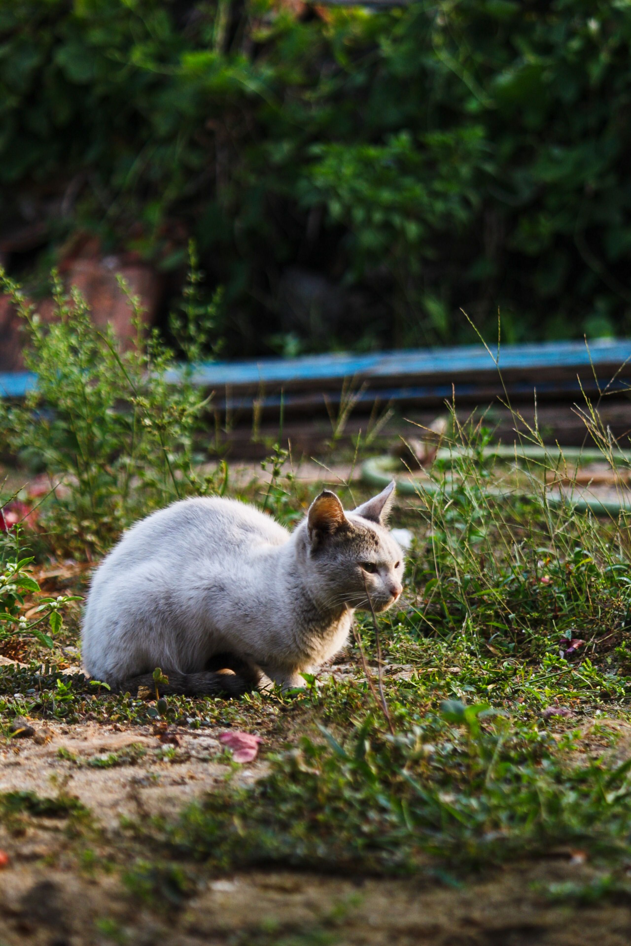A white cat sitting outdoors on grass in a natural setting, surrounded by greenery.
