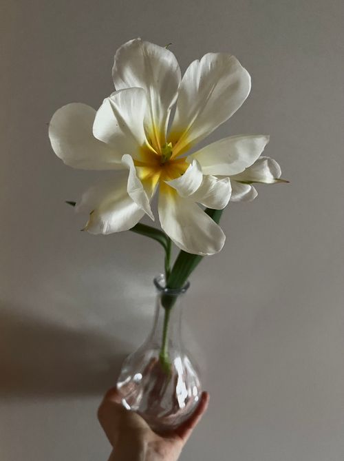 Free stock photo of flower, glass, tulip Stock Photo