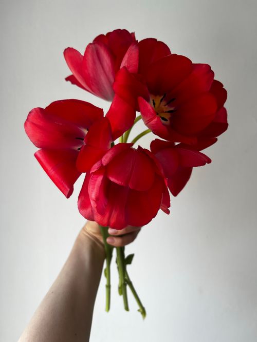 Free stock photo of flower, red flower, red flowers Stock Photo