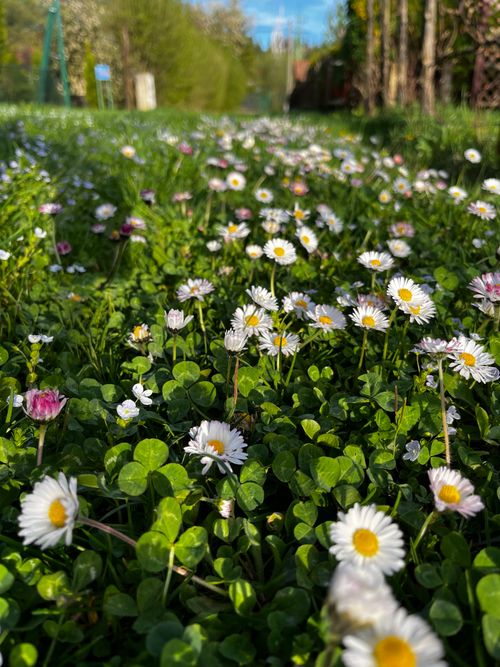 Free stock photo of clover, daisy, daisy flower Stock Photo