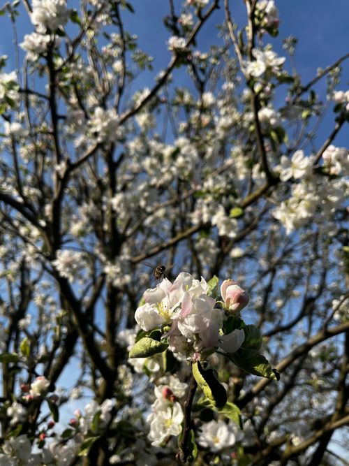 Free stock photo of apple blossom, bee, bee on flower Stock Photo