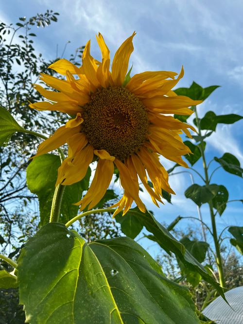 Free stock photo of amazing nature, sunflower, yellow flower Stock Photo