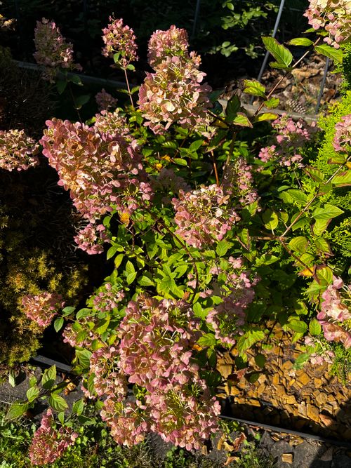 Free stock photo of pink flower, pink flowers Stock Photo