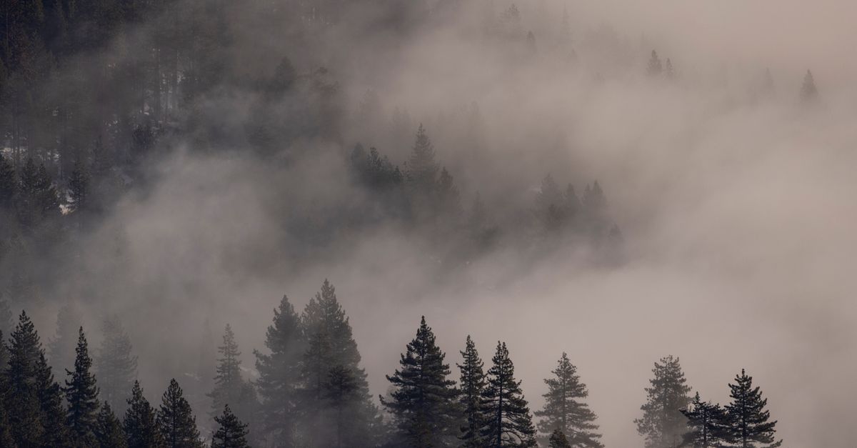 Fog envelops tall pines in the serene forest of Donner Pass, creating a mystical atmosphere.