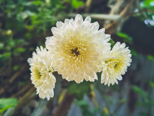 Free Vibrant close-up shot of blooming white chrysanthemums with lush green background. Stock Photo