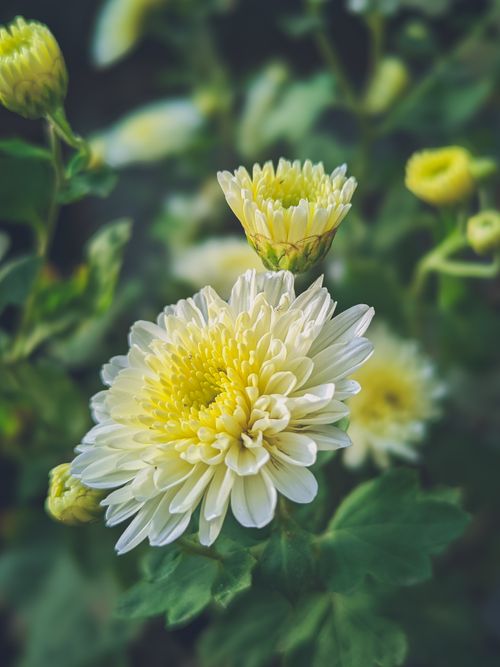 Free Beautiful close-up of white chrysanthemums blooming in a garden setting. Stock Photo