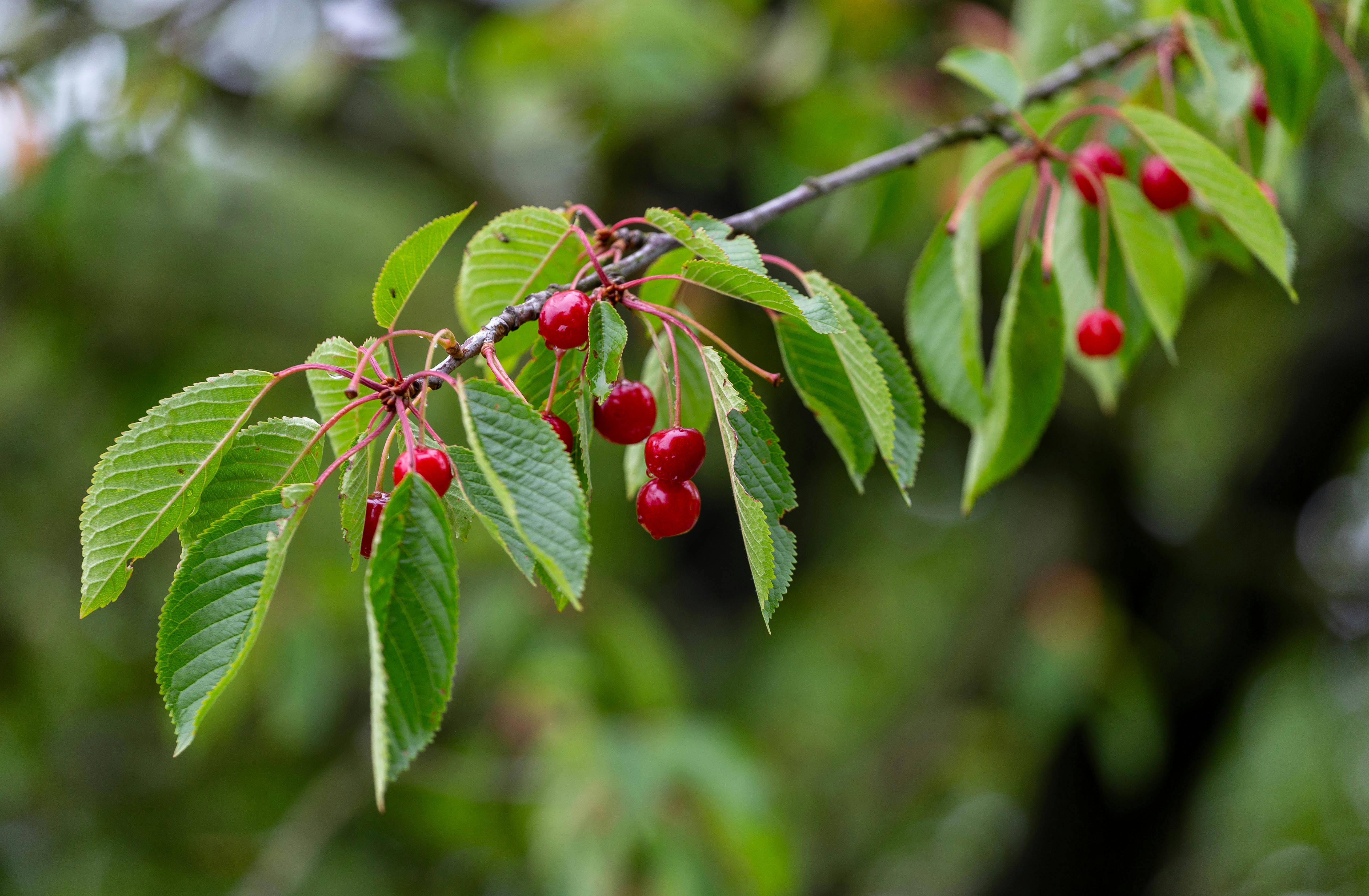 Meteor Cherry