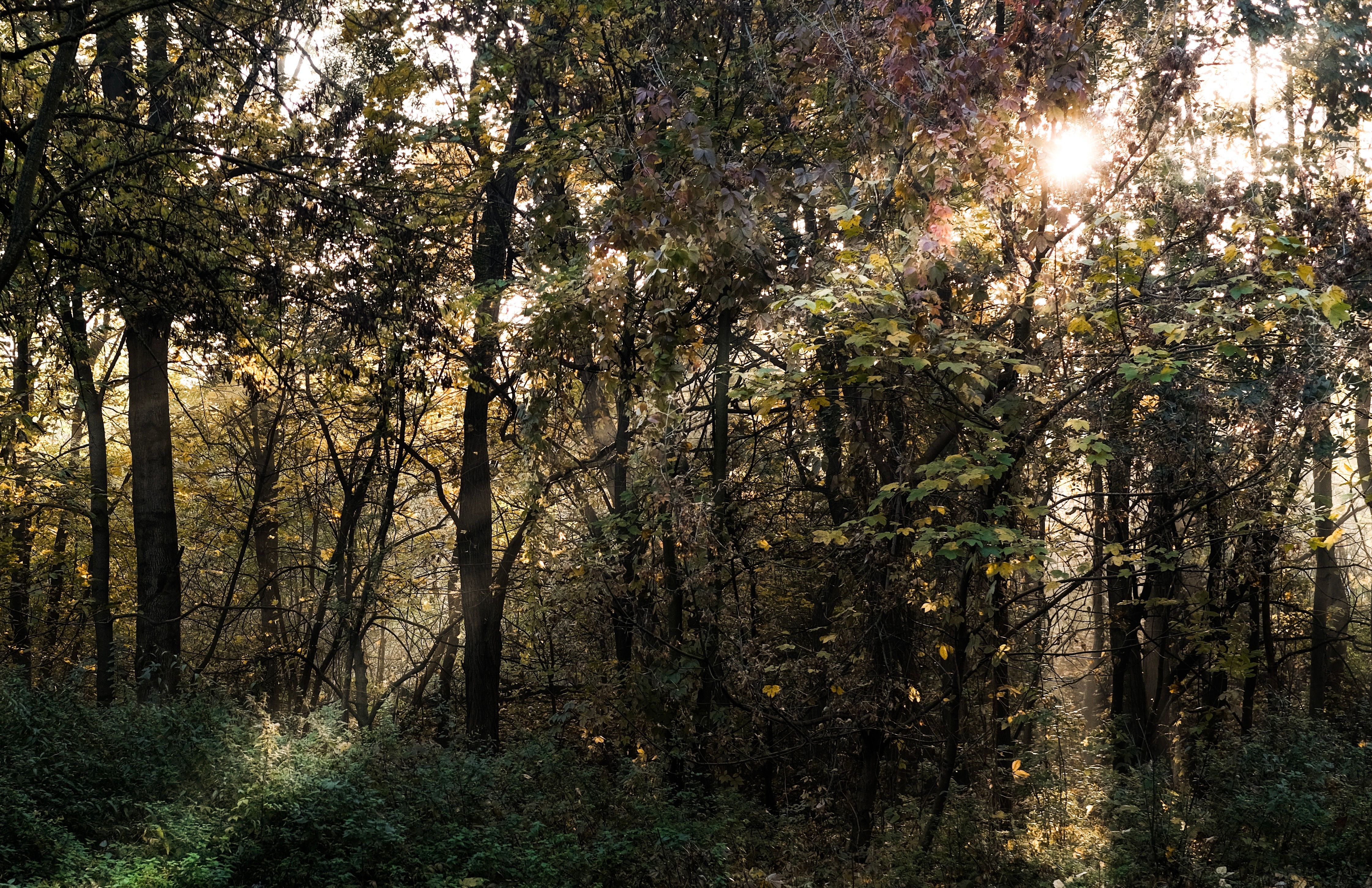 DuPage Forest Preserve executive director leaving for city manager job in Florida — Photo by Alina Chernii on Pexels