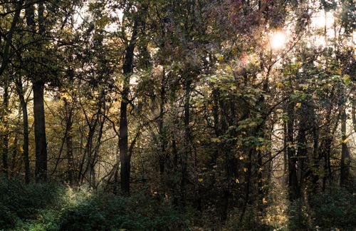 Free Beautiful sunlight filtering through dense forest trees in autumn season. Serene and natural landscape. Stock Photo