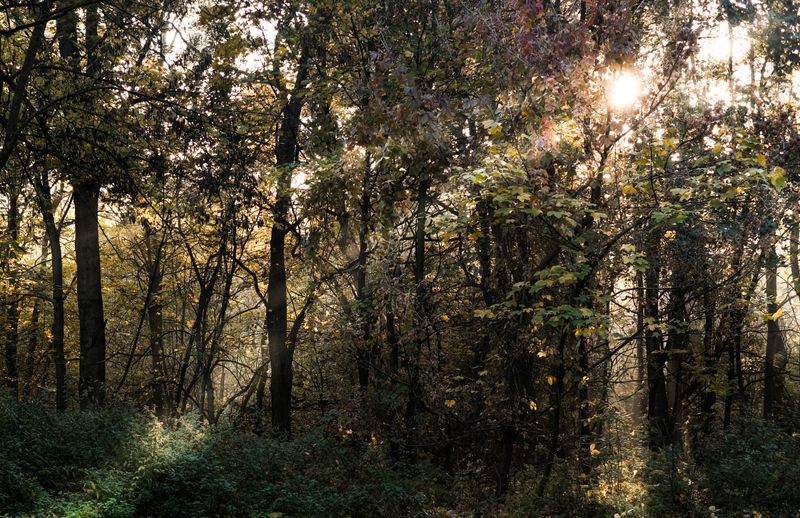 Serene Woodland Sunset Through Bare Trees · Free Stock Photo