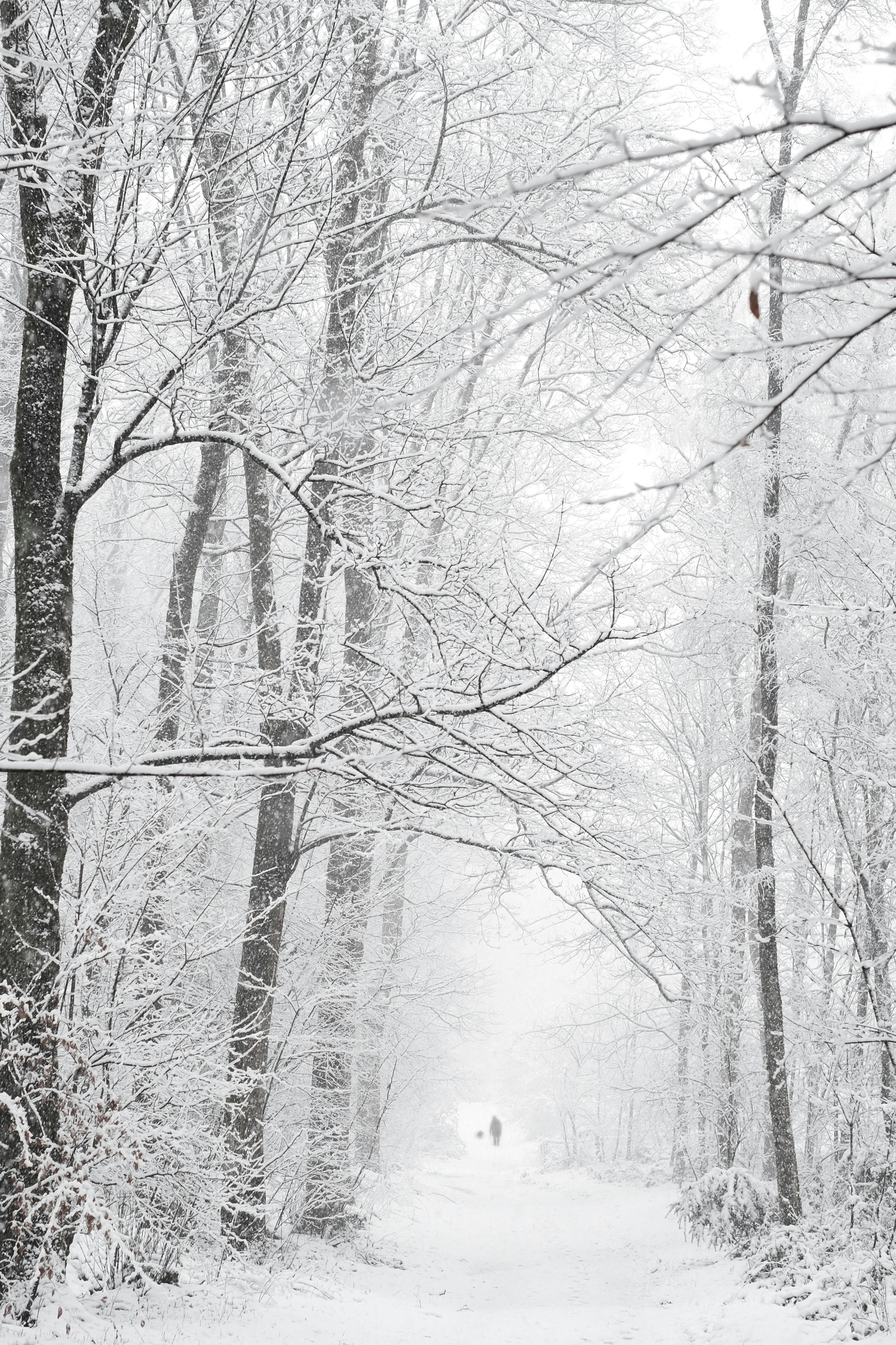Serene snow-covered forest path with bare trees and distant figure.