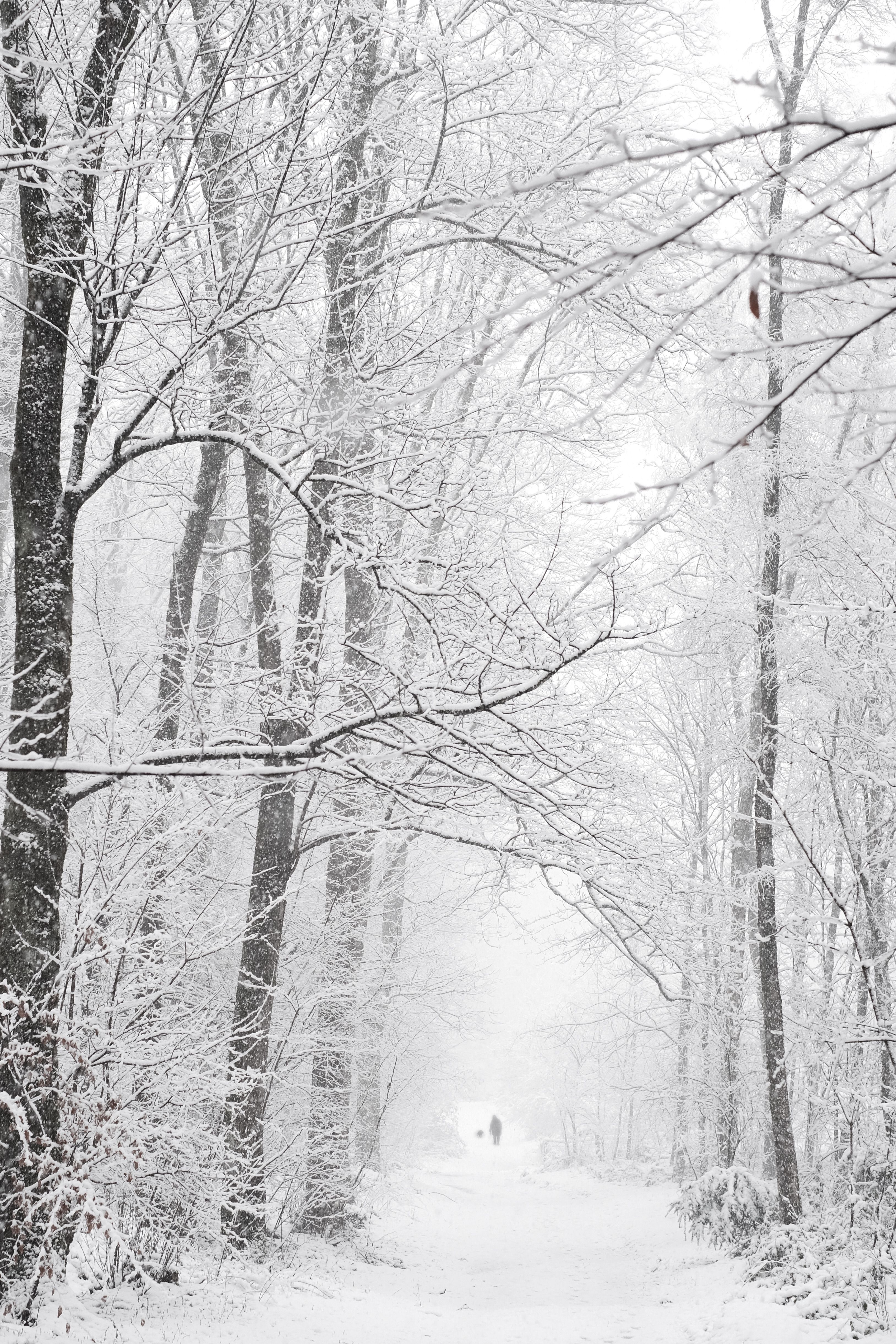 Winter Wonderland Forest Path in Snow · Free Stock Photo