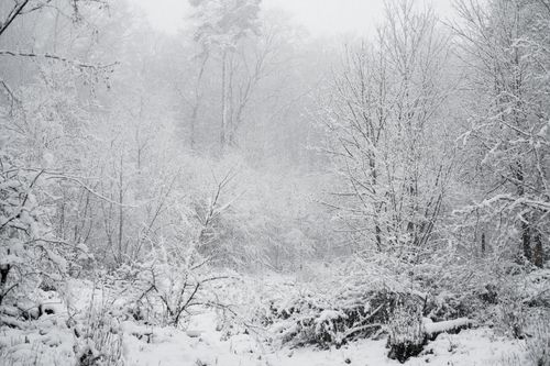 Free Peaceful snow-covered forest scene capturing the tranquility of winter. Stock Photo