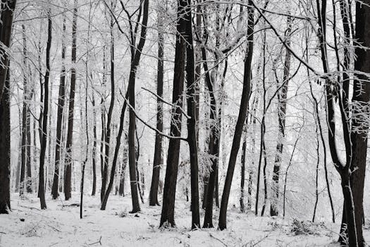 A tranquil view of a forest covered in fresh white snow, showcasing tall trees.
