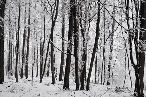 Free A tranquil view of a forest covered in fresh white snow, showcasing tall trees. Stock Photo