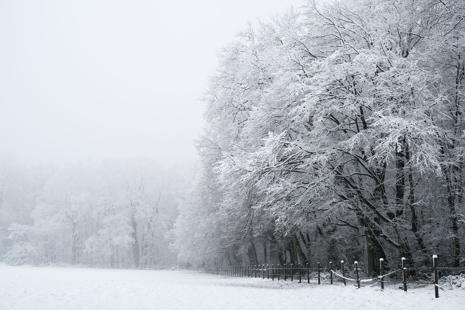 Landscape Photography Of Dried Trees On Snow Covered Ground Free landscape-photography-of-dried-trees-on-snow-covered-ground-free