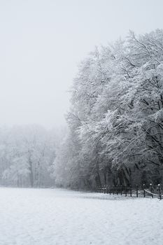A peaceful winter scene featuring snow-blanketed trees and a tranquil field.