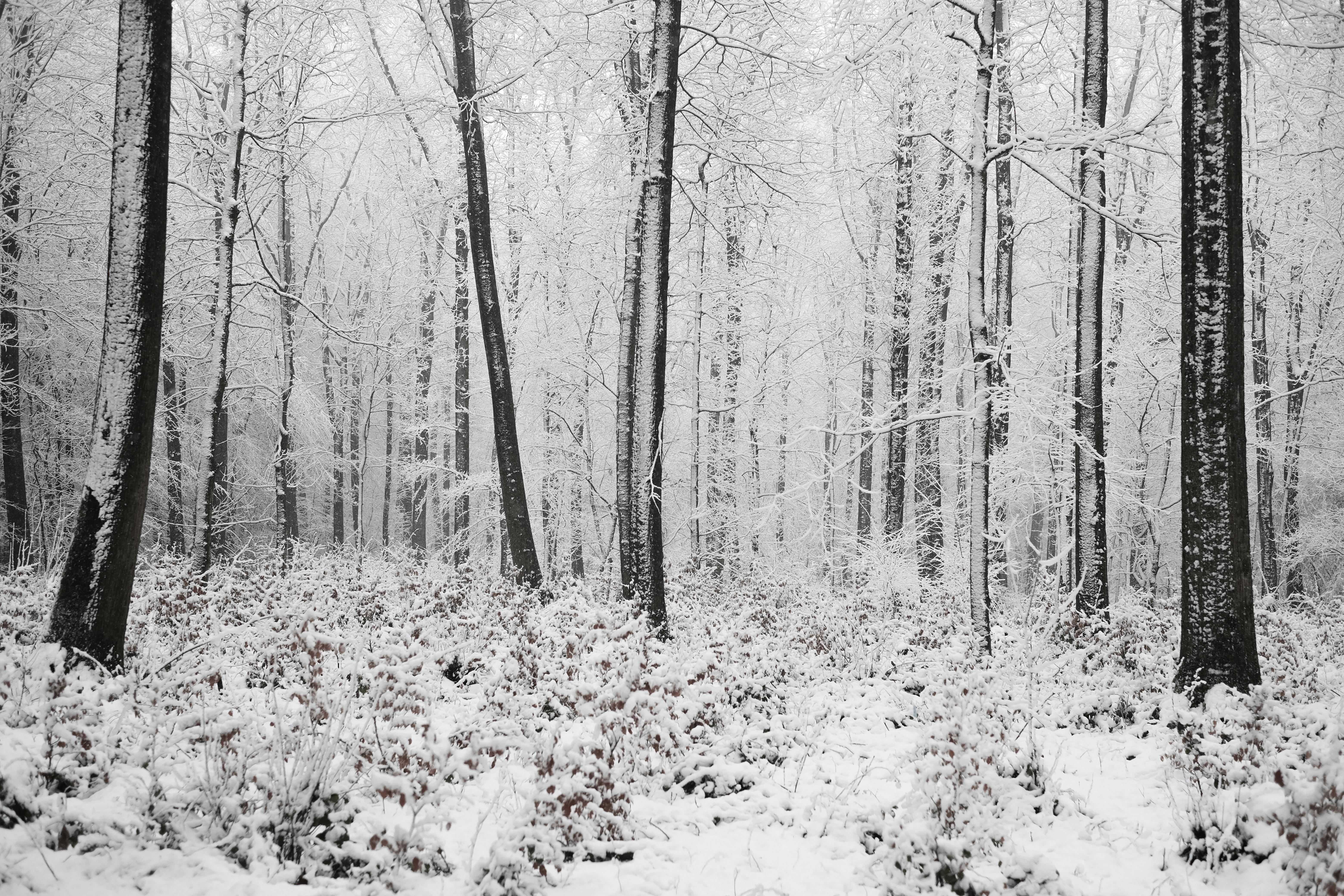DuPage Forest Preserve executive director leaving for city manager job in Florida — Photo by Alina Chernii on Pexels