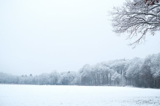 A tranquil winter scene with snow-covered trees and a vast snowy landscape.