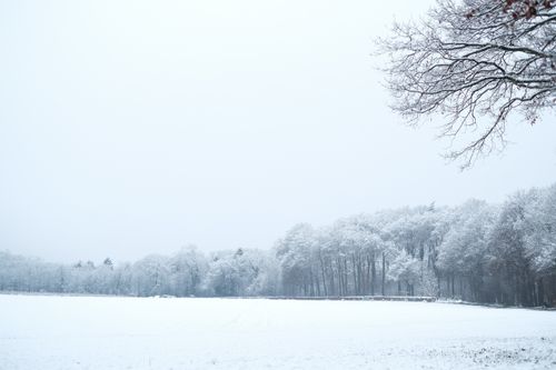 Free A tranquil winter scene with snow-covered trees and a vast snowy landscape. Stock Photo