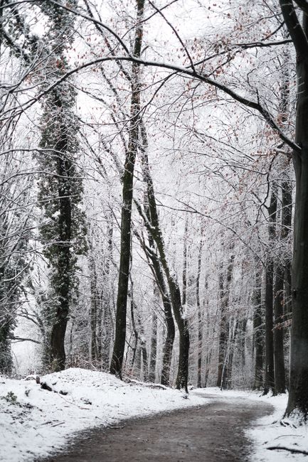Tranquil winter forest path with snow-covered trees and serene atmosphere.