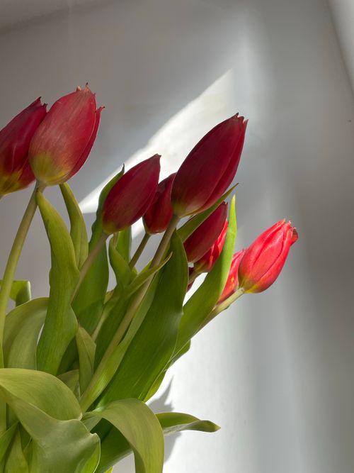 Free A bouquet of vibrant red tulips with green leaves, basking in natural sunlight. Stock Photo