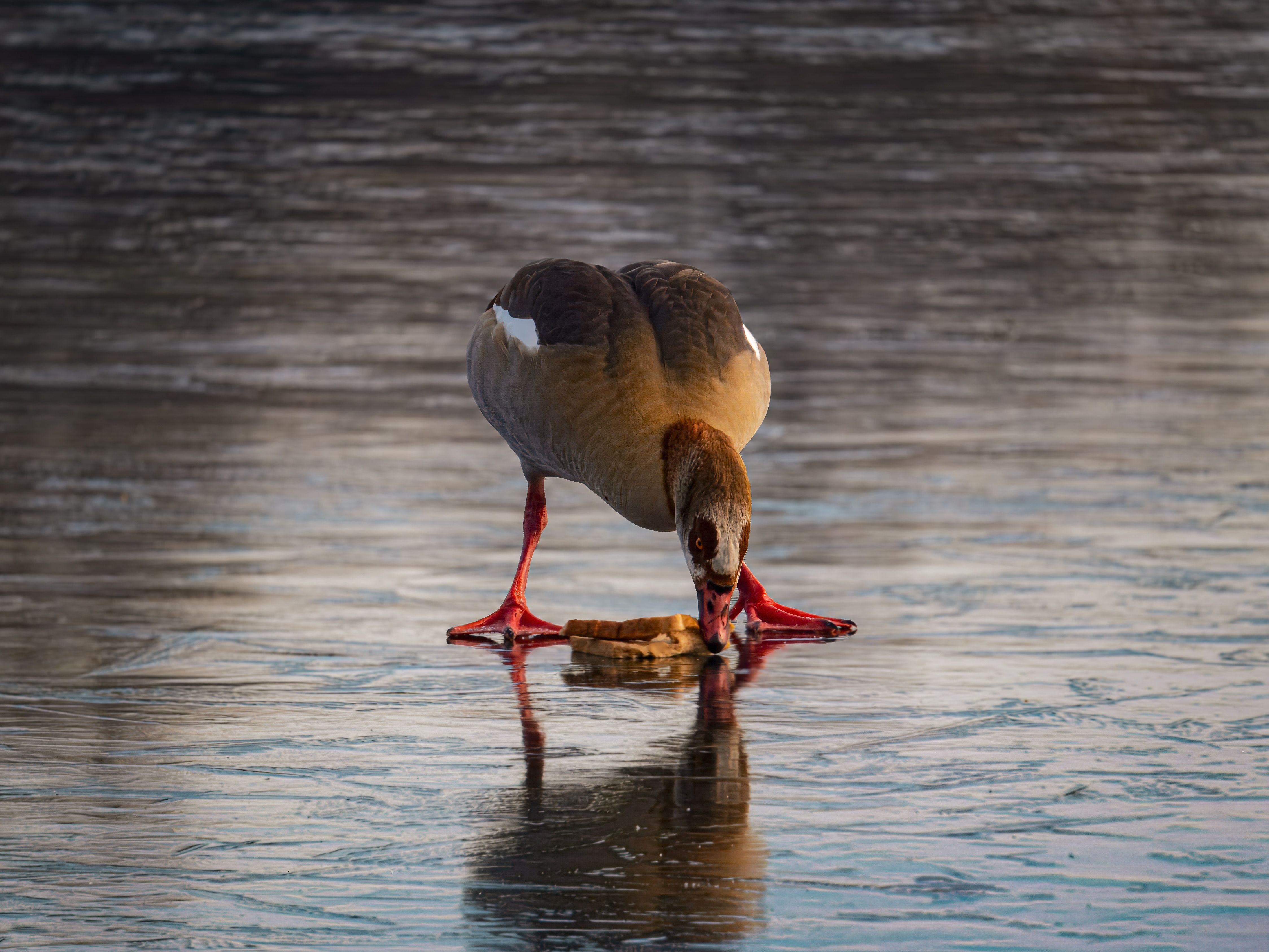 Egyptian Goose on Frozen Lake in Winter · Free Stock Photo