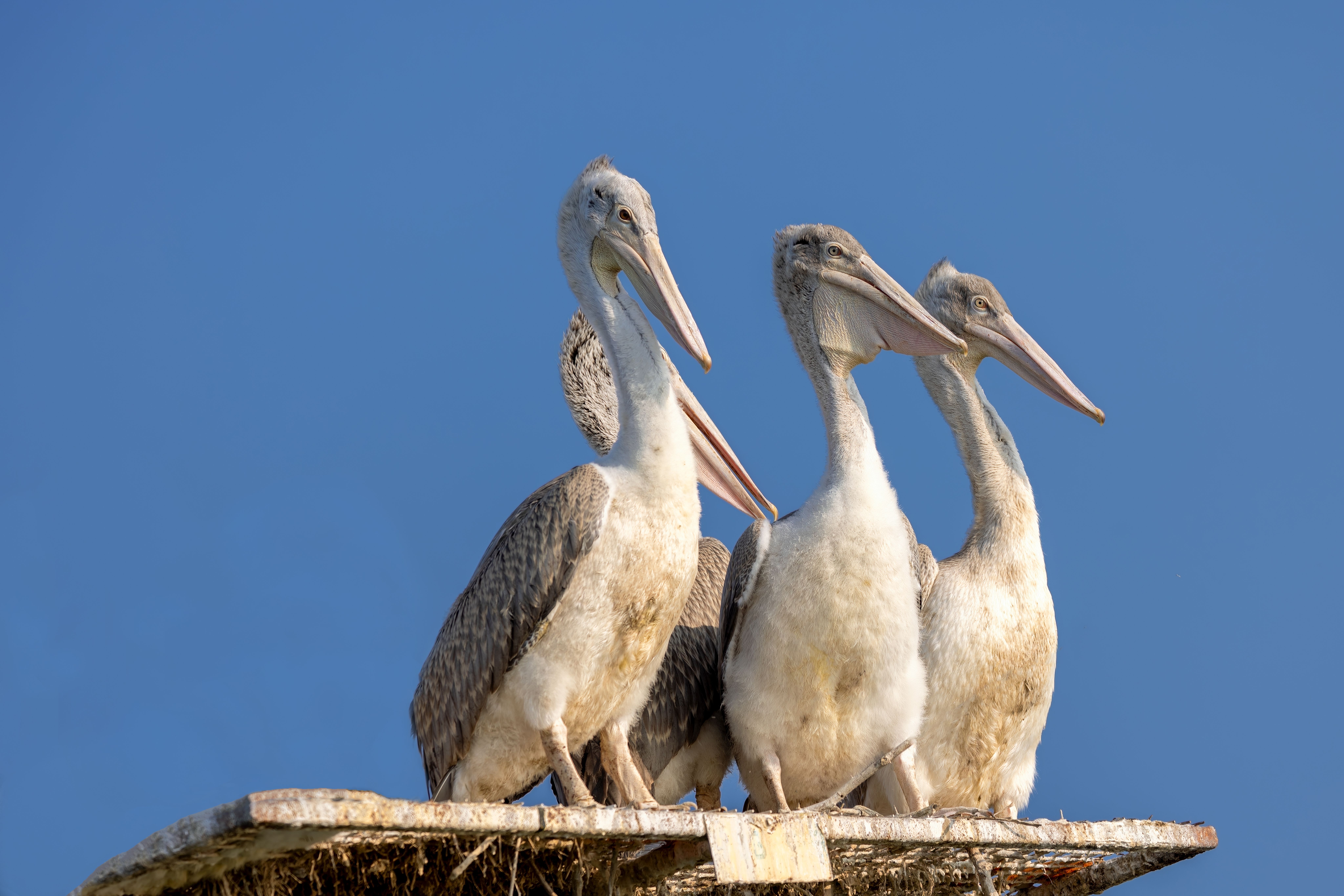 Family Of Pelicans Photos, Download The BEST Free Family Of Pelicans