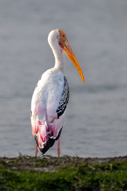 Free A majestic painted stork (Mycteria leucocephala) standing by the water in Andhra Pradesh, India. Stock Photo