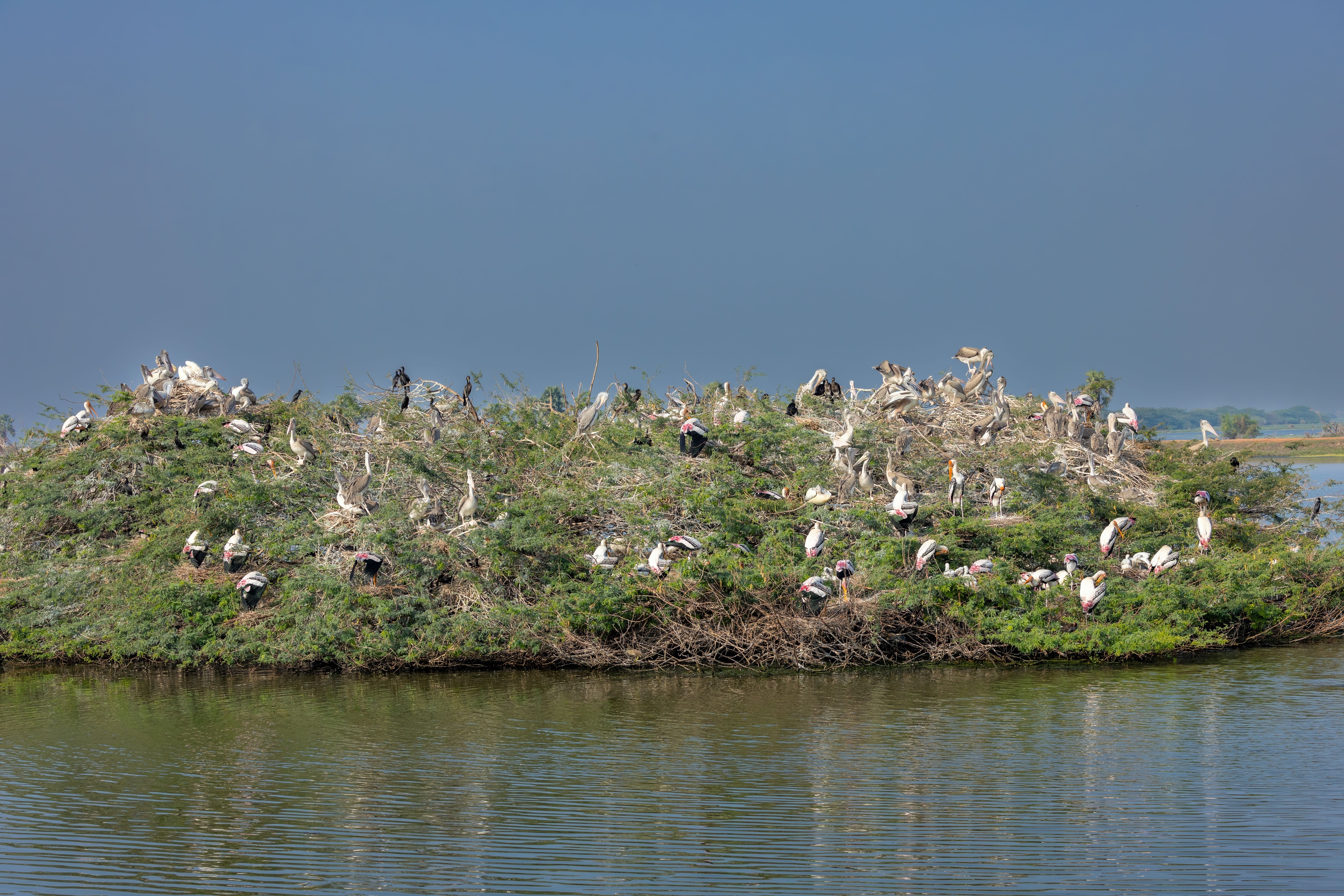 Group of Painted Storks and Spot-billed Pelicans nesting in Andhra Pradesh wetlands, showcasing vibrant wildlife.