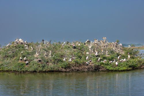 Free Group of Painted Storks and Spot-billed Pelicans nesting in Andhra Pradesh wetlands, showcasing vibrant wildlife. Stock Photo