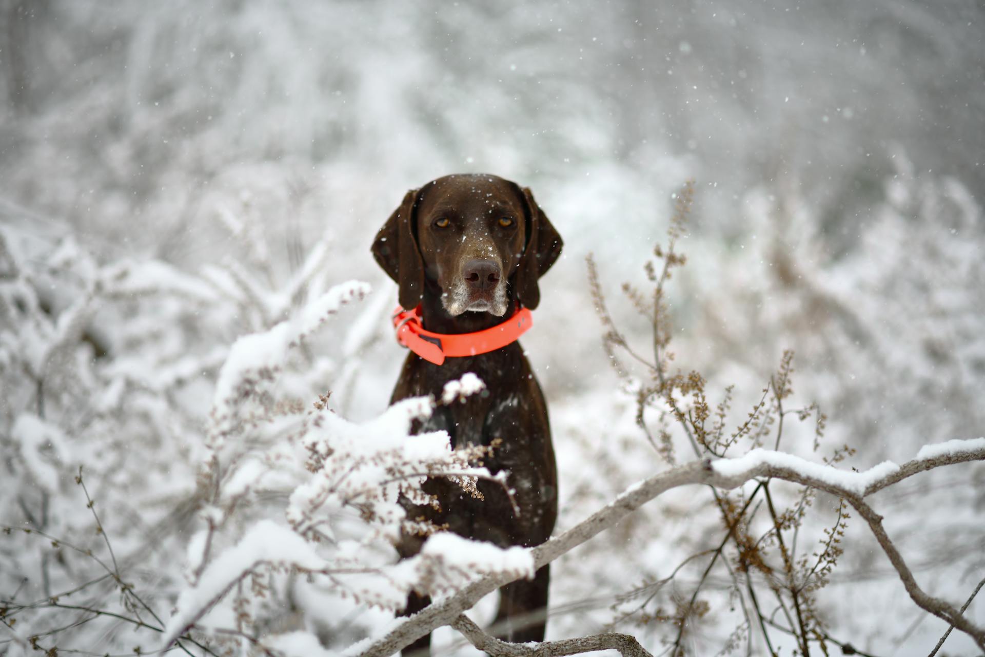 Pointer à poil court allemand brun avec col orange dans un paysage enneigé, idéal pour les thèmes de la faune hivernale.