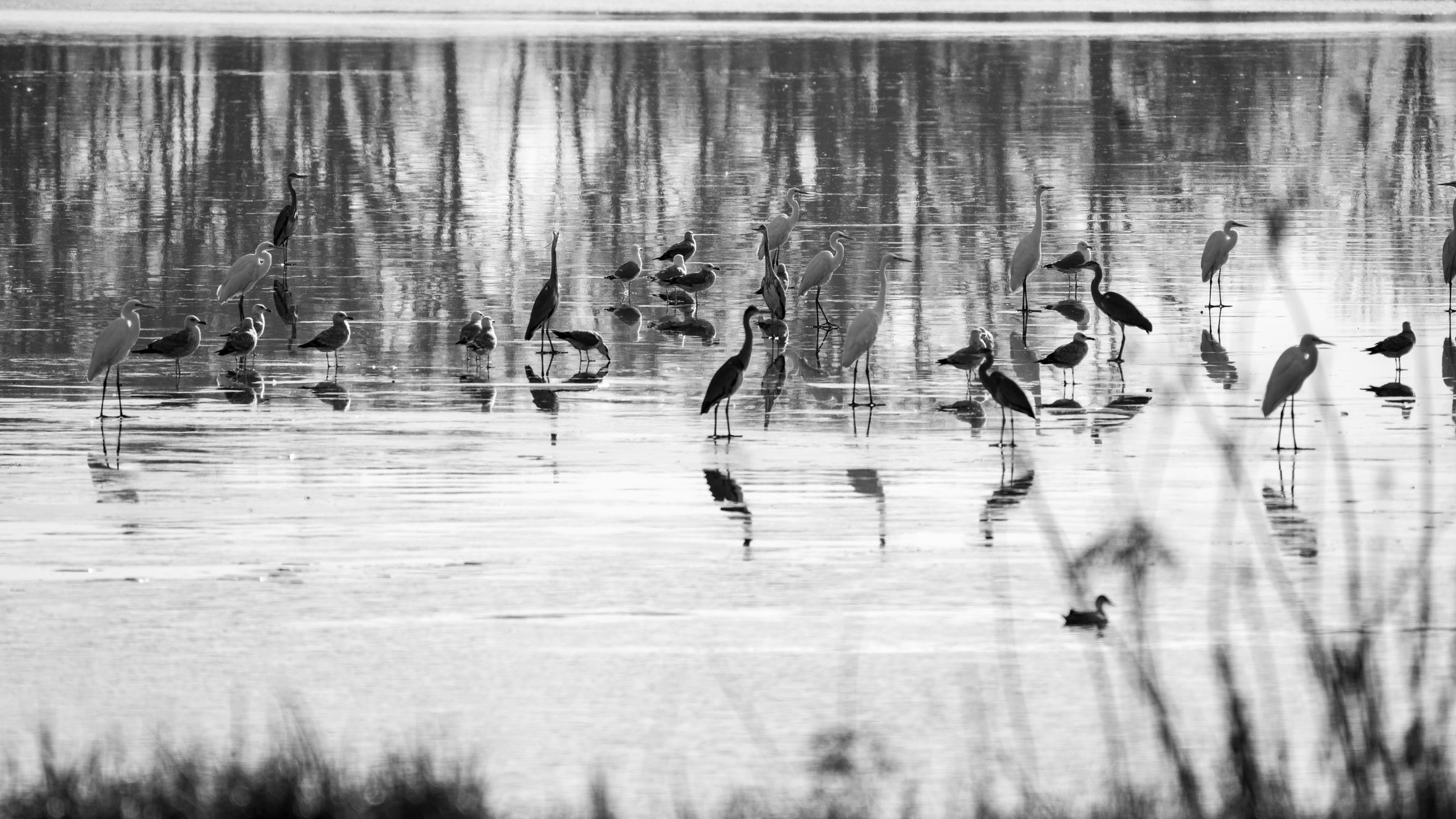 A tranquil black and white image of various birds in a wetland setting, featuring reflections on the water.