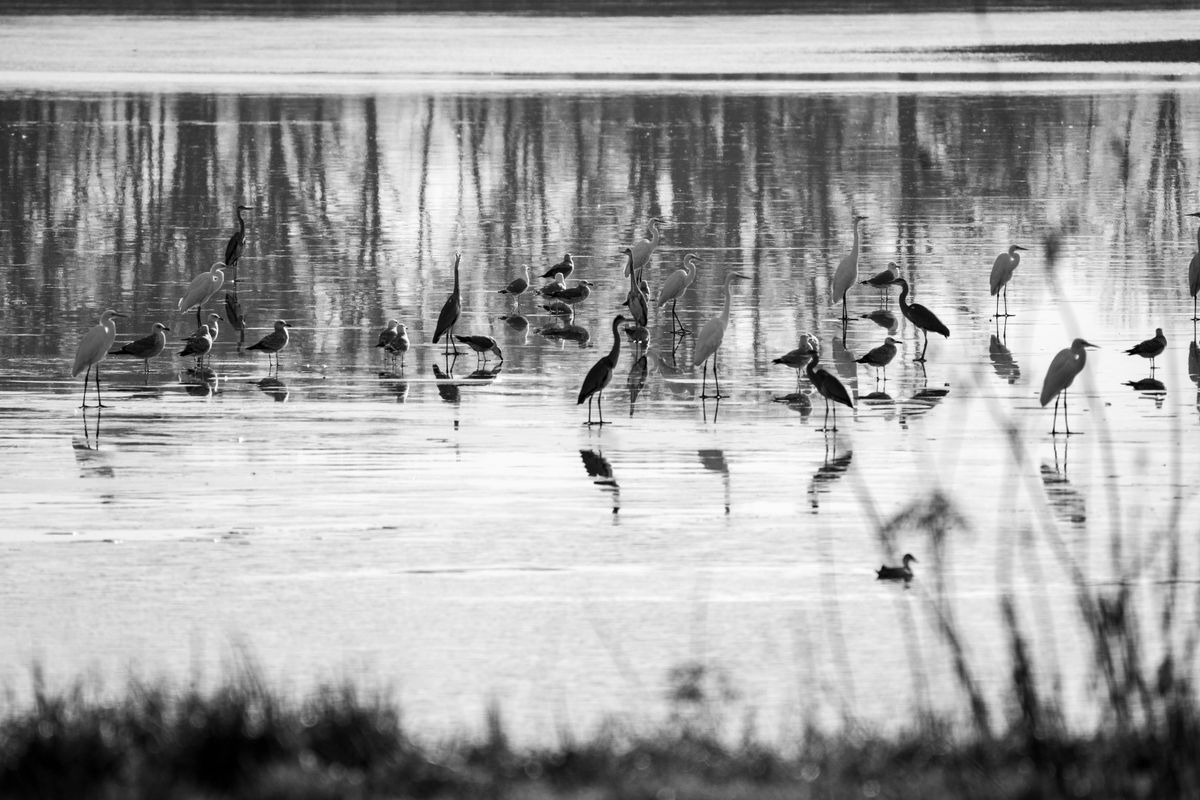 Păsări de baltă, fotografie în alb și negru