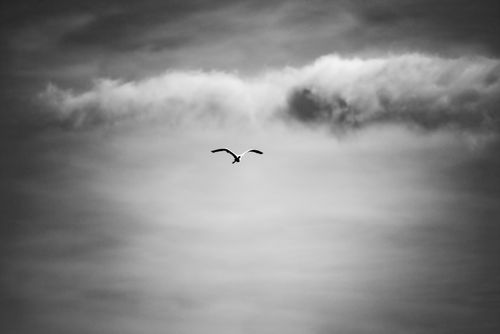 Free A lone bird soars high in the gray sky, silhouetted against dramatic clouds. Stock Photo