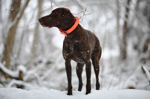 Free Brown German Shorthaired Pointer wearing an orange collar during a snowy day in the forest. Stock Photo