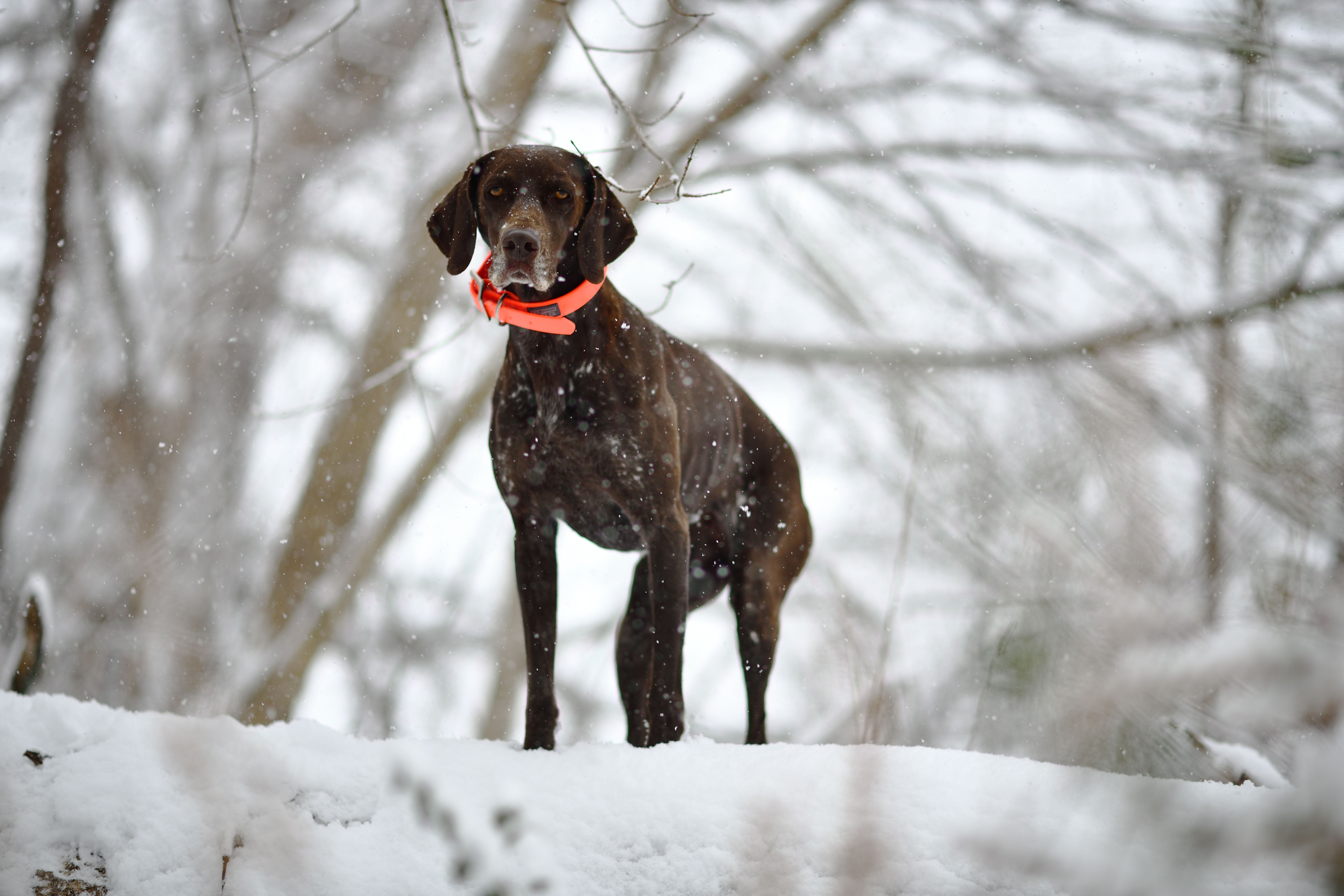 All-Canada Show promotes hunting, fishing and outdoor adventure — Photo by Brixiv on Pexels
