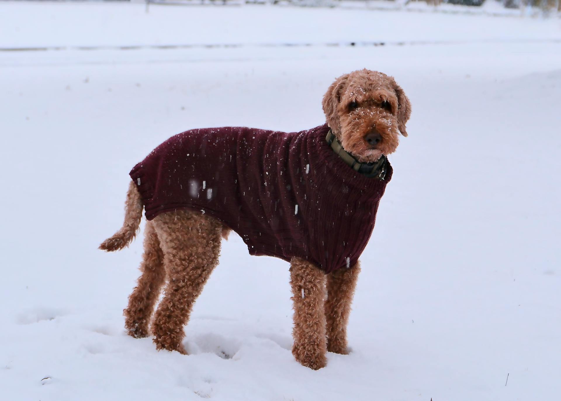 Poedel in de sneeuw