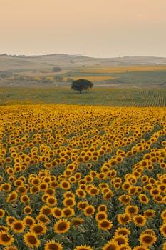 Golden sunflower field under a warm sunset sky, perfect for a serene summer vibe.