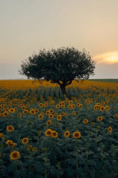 A serene field of sunflowers under a warm sunset with a solitary tree in the center.