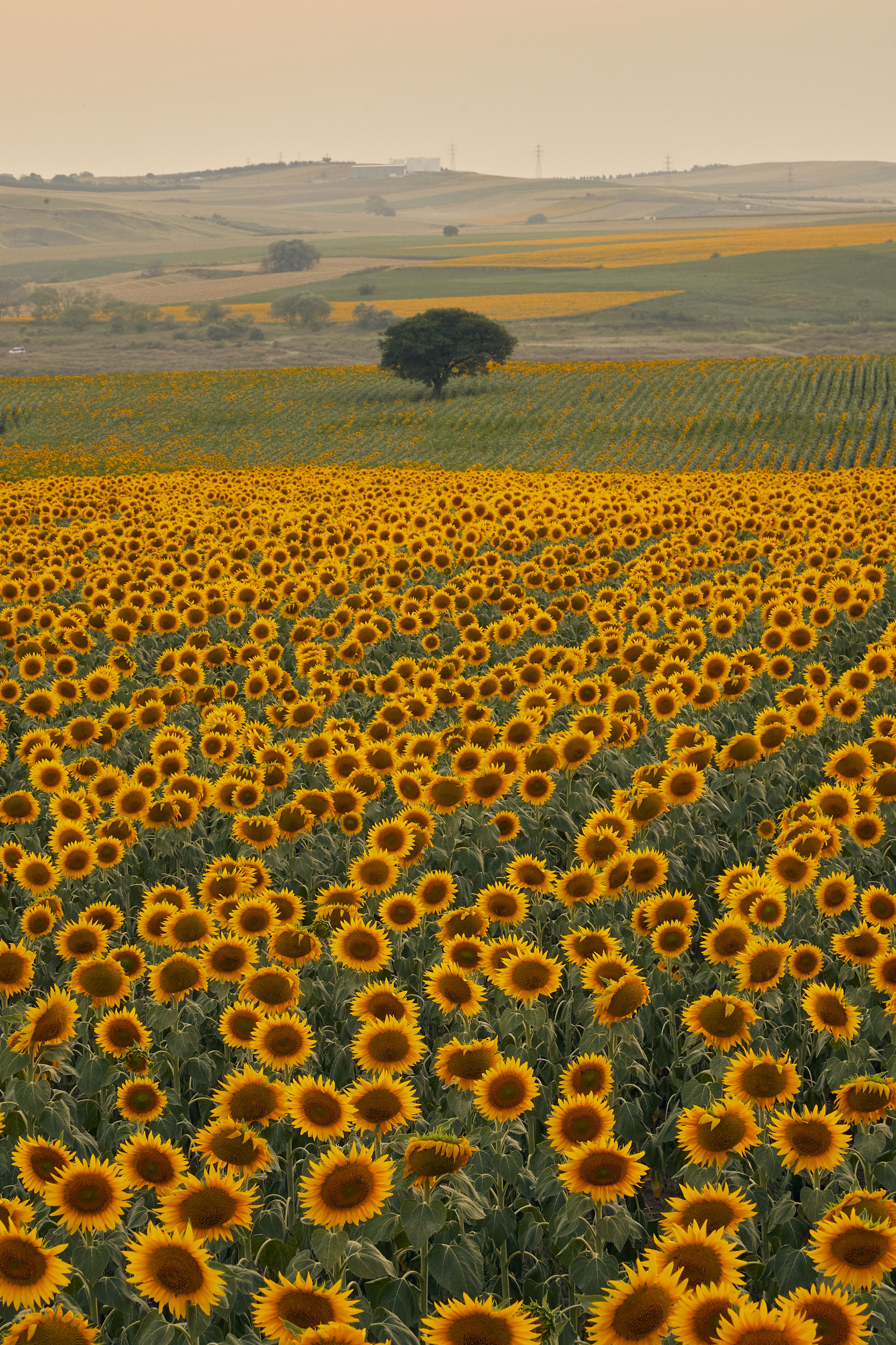 Vast Sunflower Field in Bloom at Sunset · Free Stock Photo